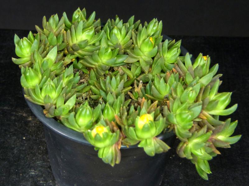 Plant for sale on April 28, 2025